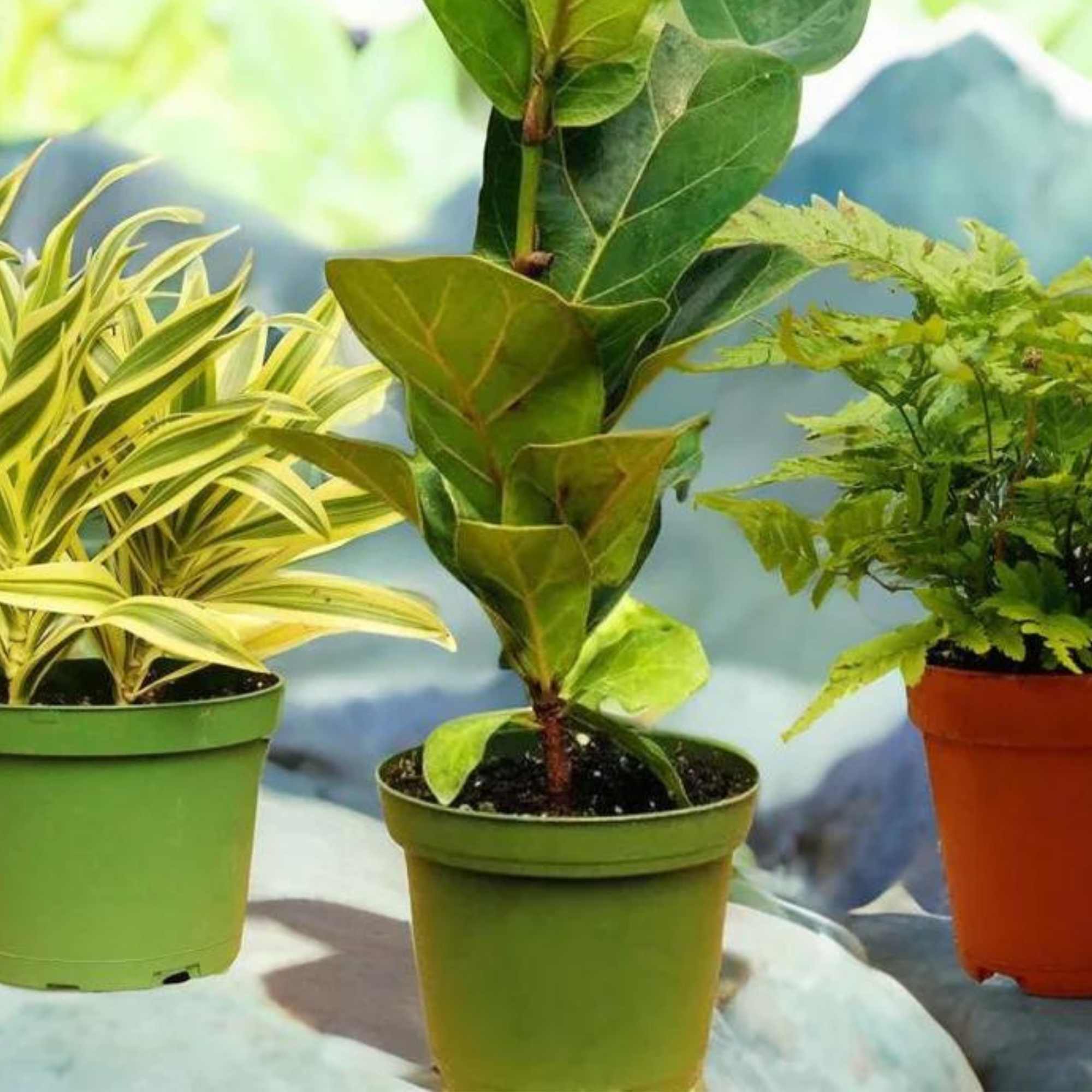 Gift a Plant Subscription Service: The Green Gift That Grows