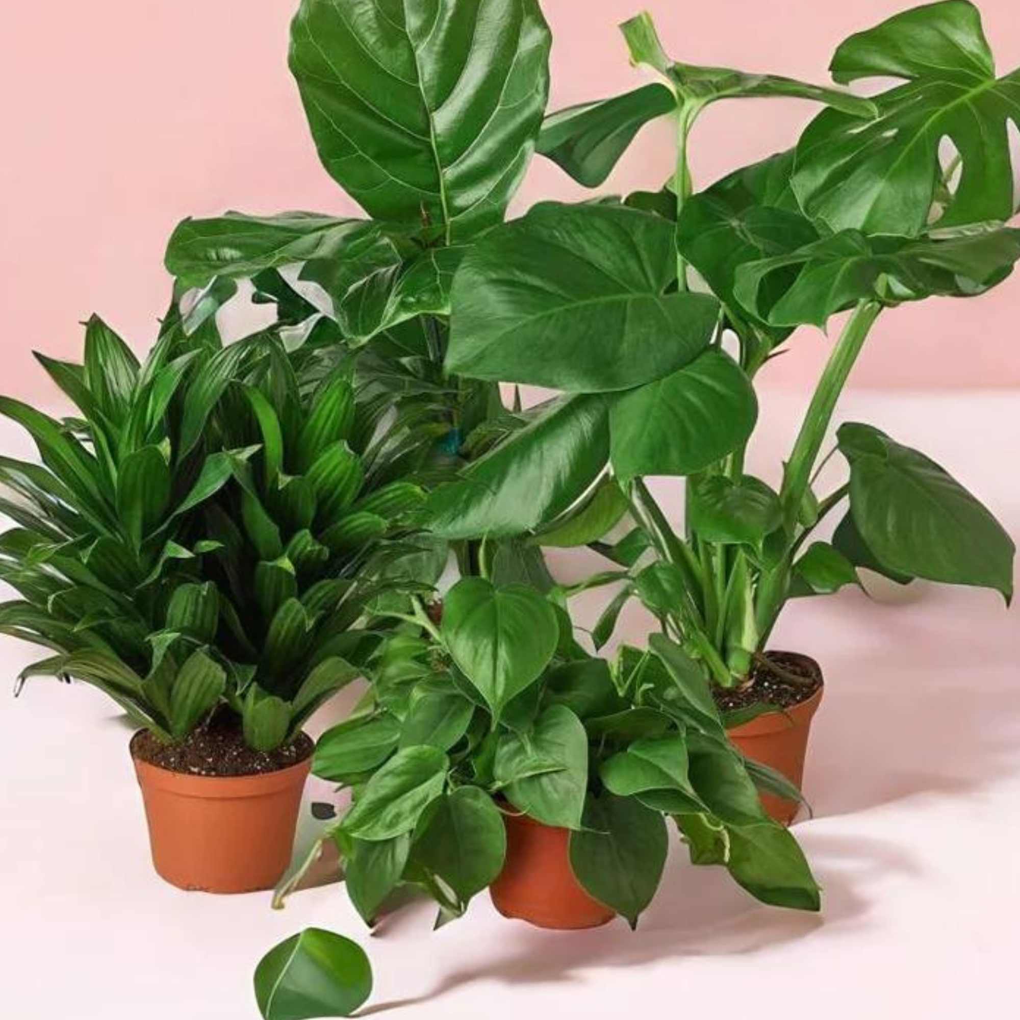 Enhancing Office Well-being: Crafting a Wellness Corner with Plants