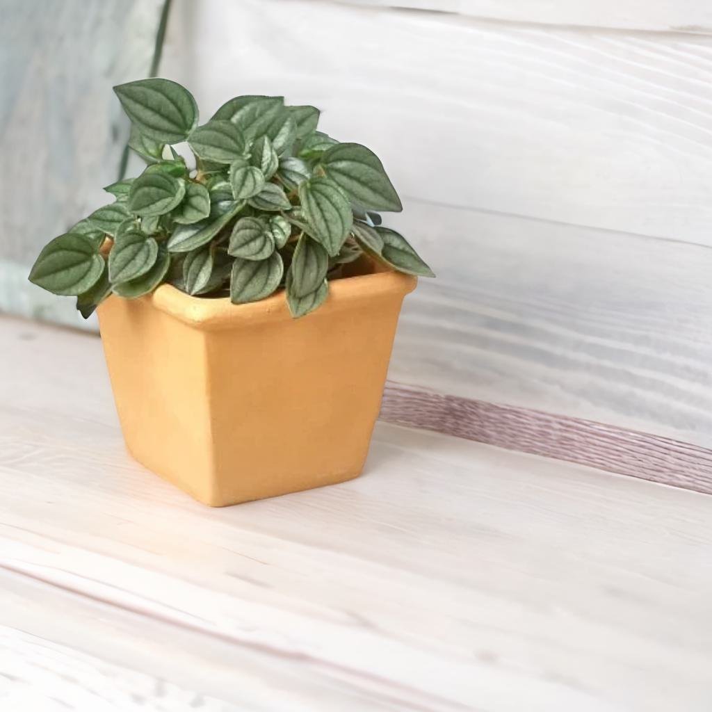 The Terra Cotta Pre-Potted Plant Monthly Box