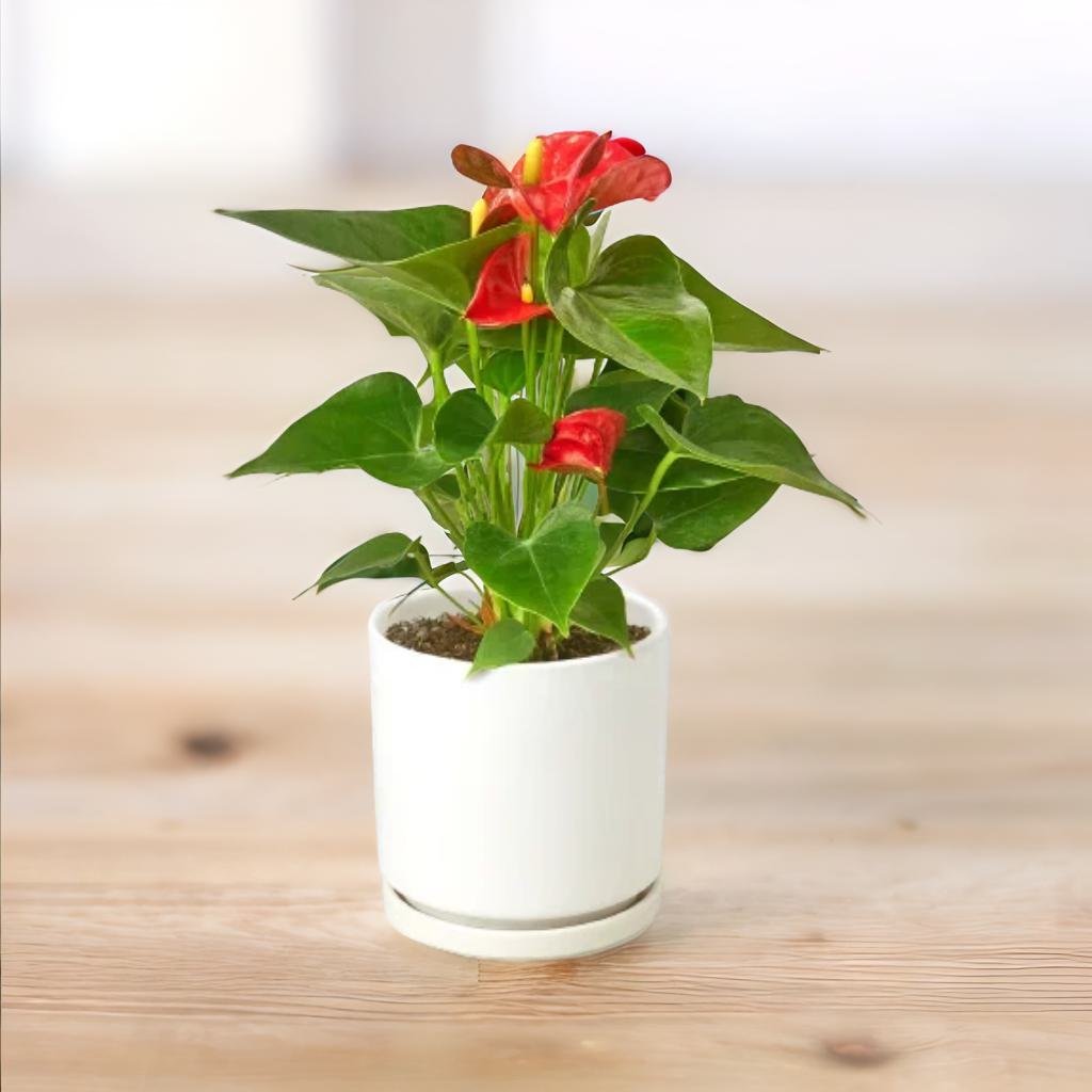 Anthurium 'Red' With White Cylinder Pot
