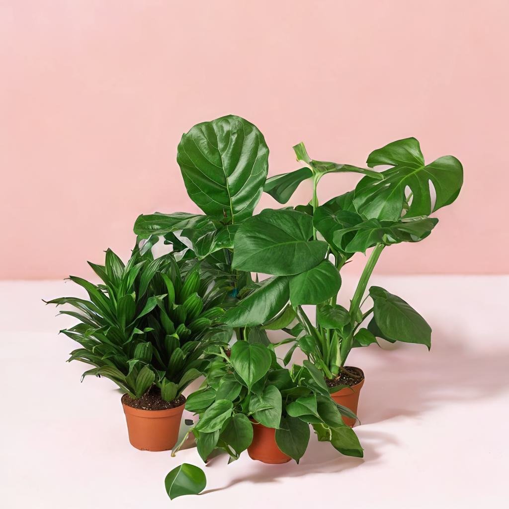 Best Selling Bundle - Instant Plant Family