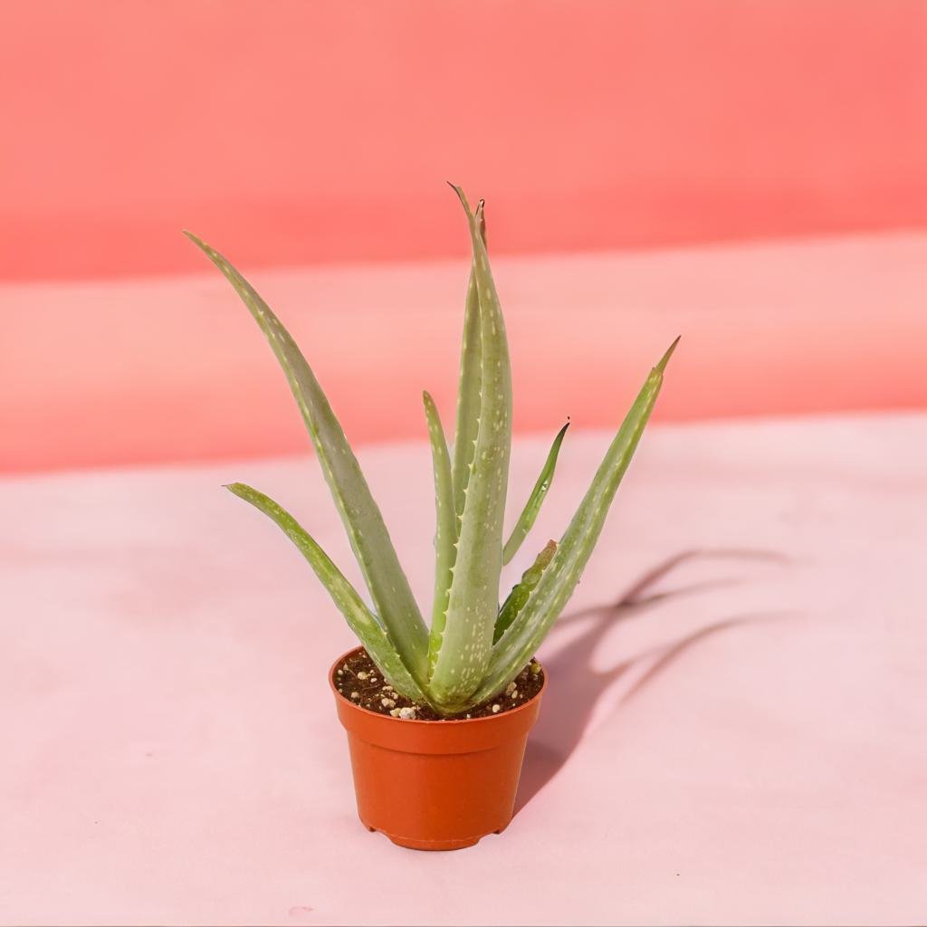 Aloe Vera - Choice of Planter