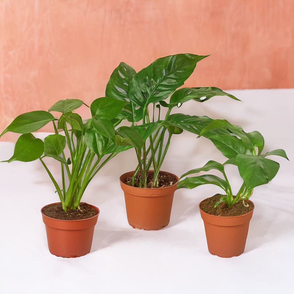 Monstera Bundle - Three Plants