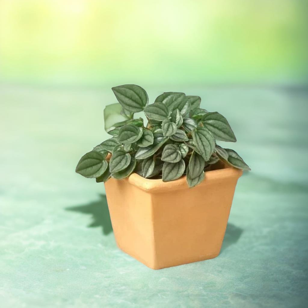 The Terra Cotta Pre-Potted Plant Monthly Box