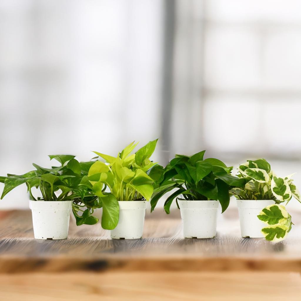 4 Different Pothos Plants in 4" Pots - Live House Plant