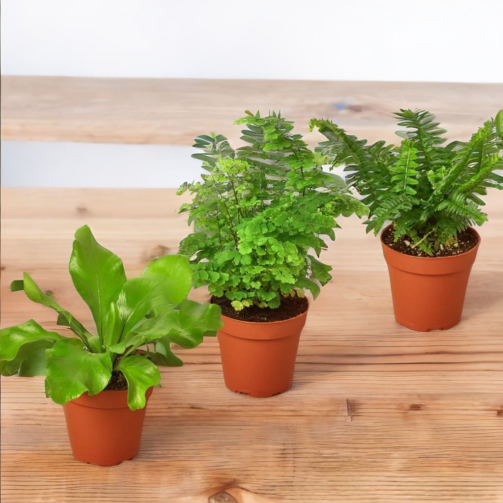Three Fern 4" Pot Variety Pack - Free How to Start a Fairy Garden Guide - Live Plants - FREE Care Guide -